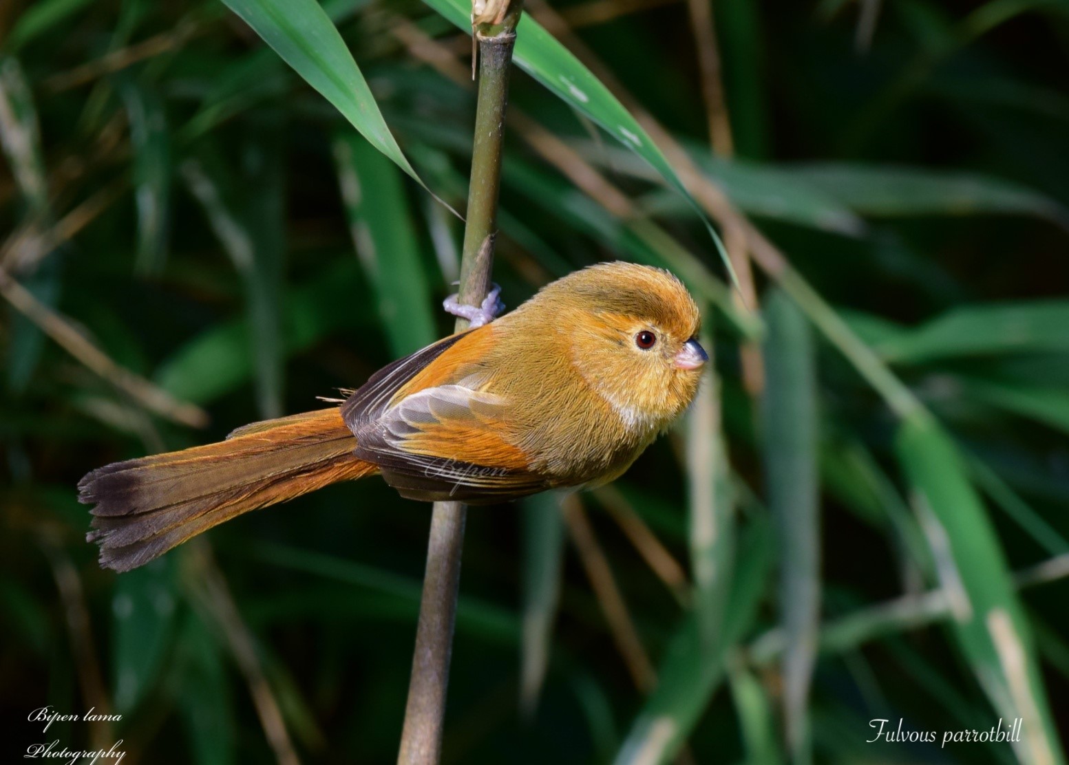 Fulvous parrorbill ( Local Name: Nigaaley Baadrey Charaa)